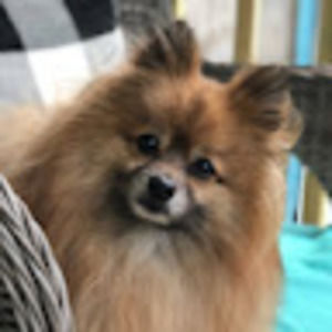 Meet your Posher, Shelby